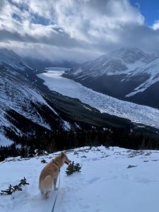 Dog on Little Lougheed in winter: Kananaskis Hike