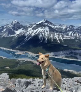 Dog on Little Lougheed: Kananaskis Hike