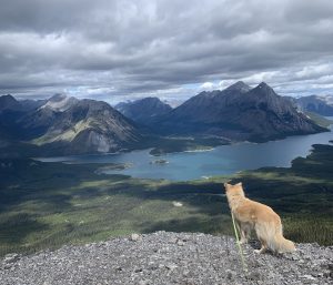 Dog on Tent Ridge: Kananaskis Hike