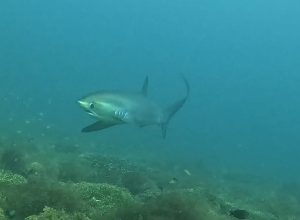 Thresher shark in Malapascua, best place to visit in the Philippines