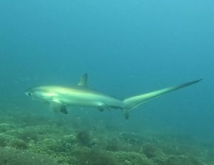 Thresher shark in Malapascua island