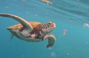 Turtle in Moalboal, best place to visit in the Philippines