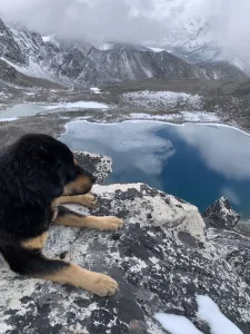 Dog on Kongma La Pass